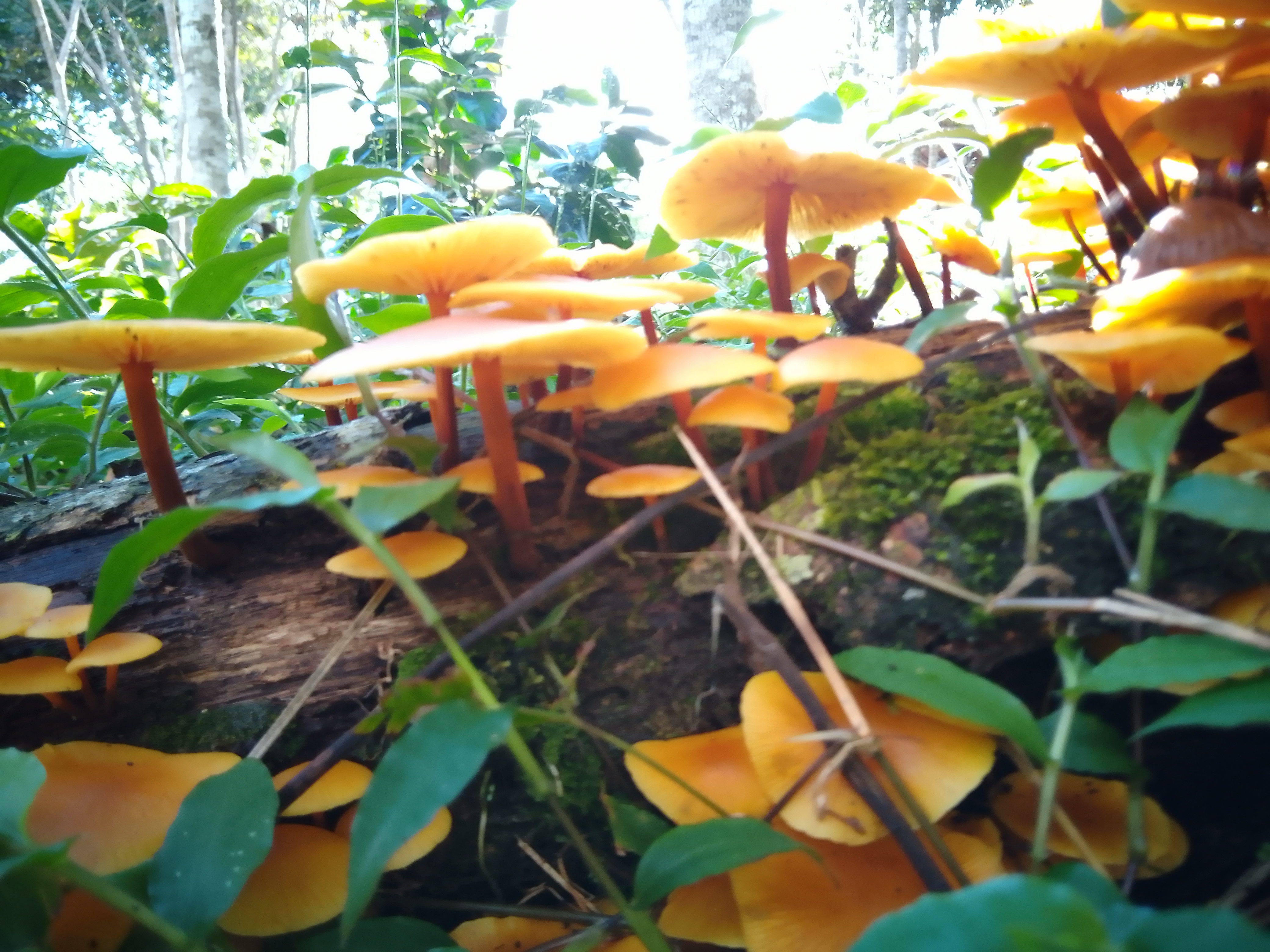 Biodiversidad